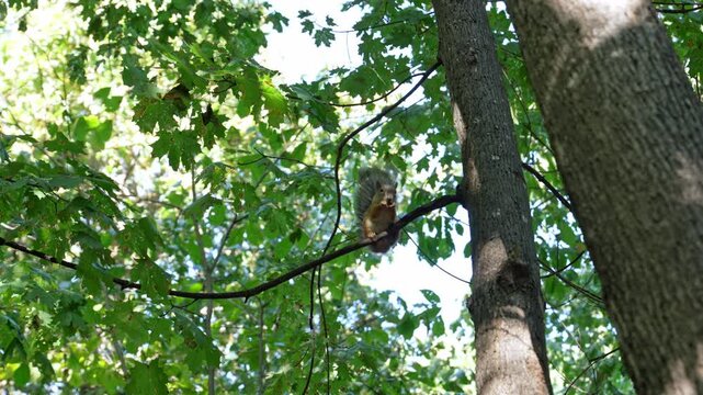 A lively squirrel hops gracefully between tree branches in a lush green forest. Sunlight filters through leaves, illuminating the woodland surroundings as this agile creature plays.