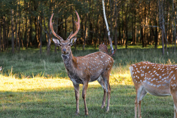 Portrait. A deer with beautiful branched antlers in its natural habitat, in a forest on a private...