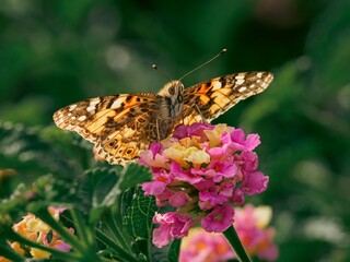 Butterfly on colorful flowers in a garden.