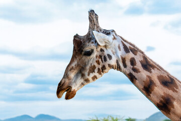 Tête de girafe en gros plan