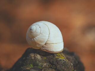 Close-up of a white snail shell on a rock.