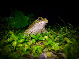 Close-up of a Frog Among Leaves at Night