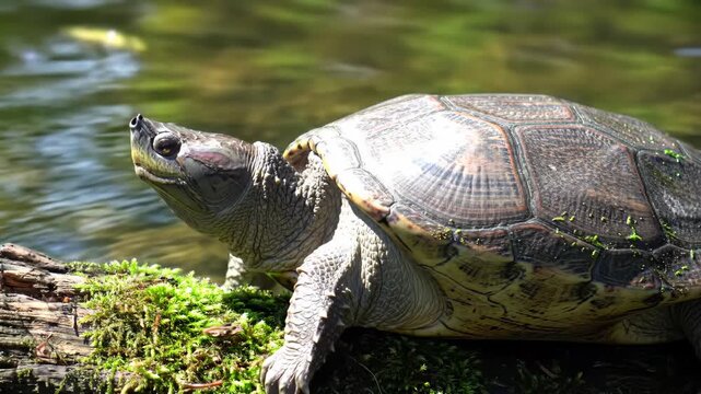Detailed close-up of a turtle resting on mossy log, near water, in natural outdoor light. Turtle, moss, water, outdoor, nature, close-up, log.
