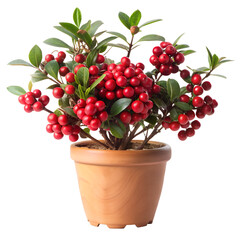 A small potted plant with vibrant red berries and green leaves, presented in a terracotta pot, isolated on a transparent background