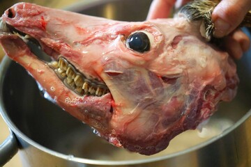 A roe deer head in water being prepared for storage by a hunter © JAROSLAW PIWOWARSKI