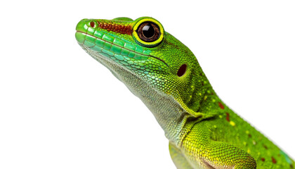 Fototapeta premium green gecko looking up, isolated on white background, transparent PNG,