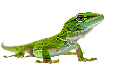 green gecko looking up, isolated on white background, transparent PNG,