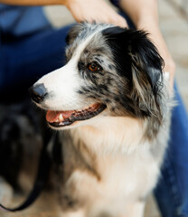 A close-up of a Border Collie dog's face. The pet looking away while standing beside its owner outdoors. The dog looks calm, happy and friendly. Portrait of a domestic dog against a human background