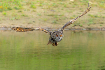 European Eagle Owl (Bubo bubo) flying over a lake in Gelderland in  the Netherlands.       