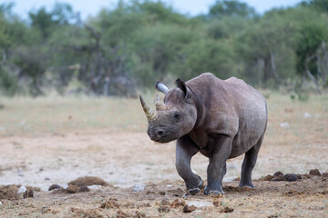 Naklejka premium Black rhino, black rhinoceros or hook-lipped rhinoceros (Diceros bicornis) hanging around close to a waterhole just before dark in Etosha National Park in Namibia