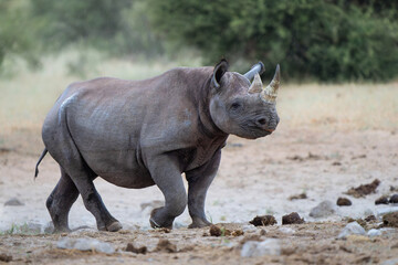Fototapeta premium Black rhino, black rhinoceros or hook-lipped rhinoceros (Diceros bicornis) hanging around close to a waterhole just before dark in Etosha National Park in Namibia