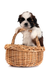 puppy Shih Tzu in studio