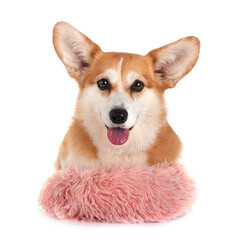 Pembroke Welsh Corgi