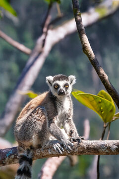 Maki catta - Lemur catta - de face assis sur une branche d'arbre