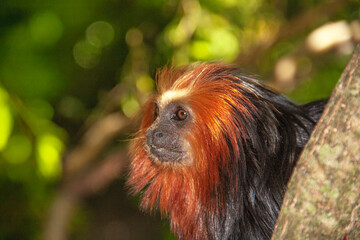 Tamarin lion à tête dorée en gros plan