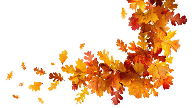Decorative autumn frame with crimson, amber, and rust-colored leaves forming a corner arrangement, isolated on transparent background.

