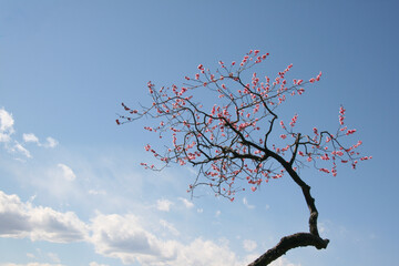 赤い梅、池上梅園、冬