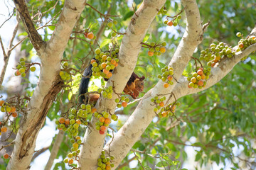 Indian or malabar giant squirrel eating figs on a ficus racemosa tree, ratufa indica, forest and woodland of India in Masinagudi highlands 