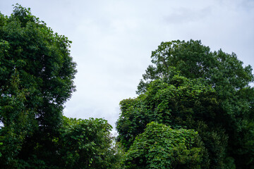 散歩の途中で見つけた光景