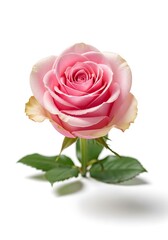 Fototapeta premium Captivating close-up showcasing the exquisite elegance of a pink rose blossom