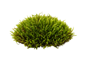 Close-up of a vibrant clump of moss, displaying intricate details and a rich green hue against a pure black background.