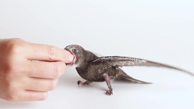 Person feeds crickets to little black swift. Close up footage, white background