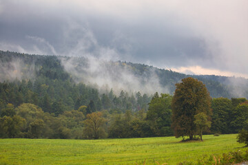 A foggy day in the woods with a tree in the foreground