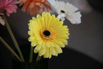 gerbera flower on black background