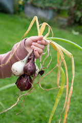woman hand holding a bunch of fresh vegetables