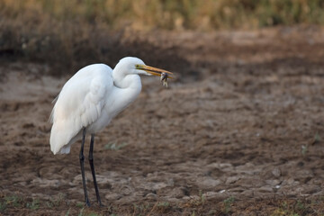 Egret Catching Fish at Little Rann of Kutch
