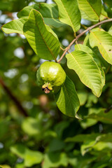 A single guava hangs from the branch, Guava fruit on the tree in the orchard's sweet bounty.