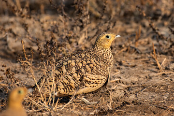 Chestnut-bellied Sandgrouse foraging on arid ground at Little Rann of Kutch