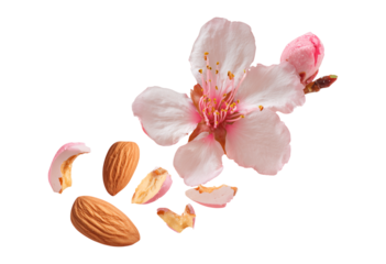 Almond Blossom and Nuts: Natural Beauty and Healthy Snack isolated on a transparent background