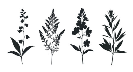 Collection of four detailed botanical plant silhouettes