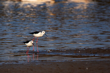 Two Black-Winged Stilts Foraging in Shallow Water at Little Rann of Kutch