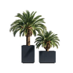 Two potted artificial cycad plants, one larger than the other, in dark gray square planters, set against a black background