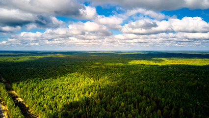 Aerial view of a pine forest with road in the sunny day.