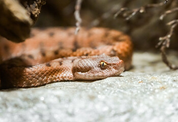 Portrait of the Alpine viper. Snake in close-up.
