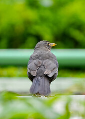 Blackbird looking up. Bird in its natural habitat.

