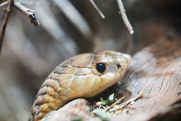 Portrait of the Aesculapian snake. Snake close-up.
