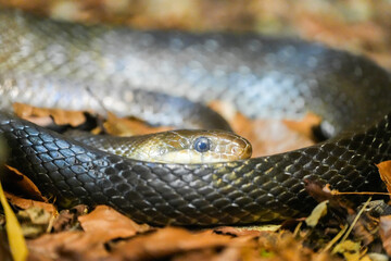 Portrait of the Aesculapian snake. Snake close-up.
