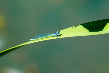 A damselfly in its natural habitat. A dragonfly in nature. An insect close-up.
