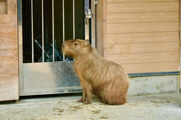 中を覗くカピバラ