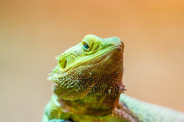 Portrait of a bearded dragon. Close-up of the animal. Pogona.
