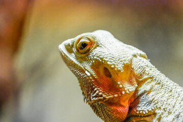 Portrait of a bearded dragon. Close-up of the animal. Pogona.
