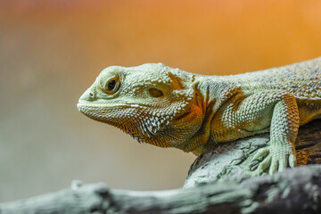 Portrait of a bearded dragon. Close-up of the animal. Pogona.
