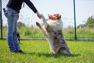 Dog obedience training. Pet owner and her australian shepherd is learning some animal tricks