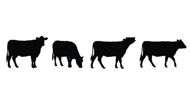 Four black cow silhouettes standing and grazing on white background