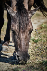 Fototapeta premium Koniks polski weiden auf der Naturerbefläche Rödel bei Freyburg.