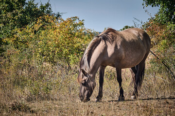 Koniks polski weiden auf der Naturerbefläche Rödel bei Freyburg. © Michael